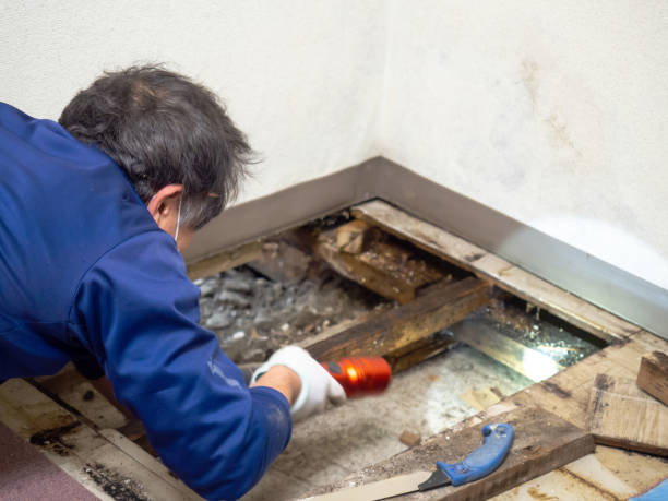 Best Emergency Mold Removal  in Bastrop, LA