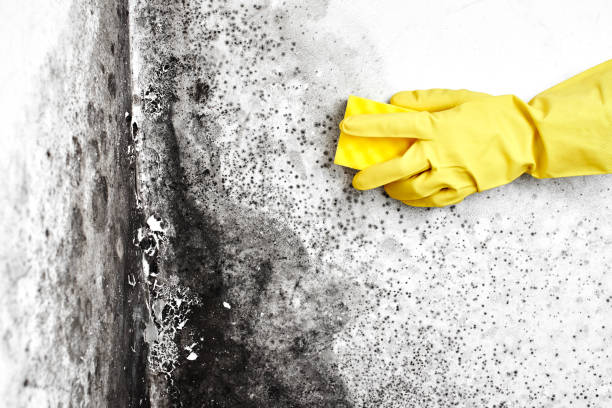 Best Crawl Space Mold Removal  in Bastrop, LA
