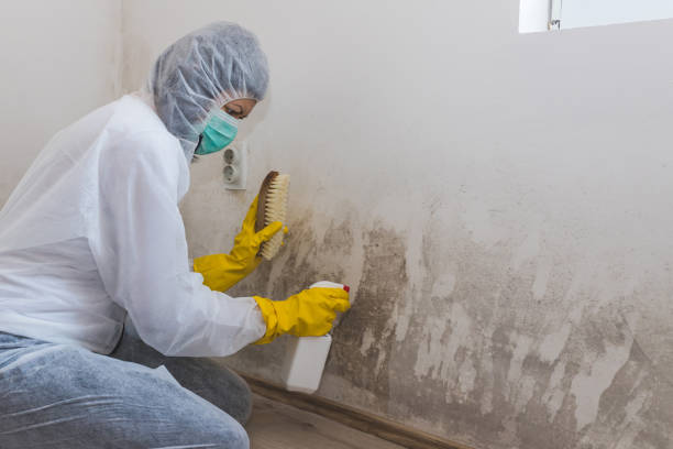 Best Home Mold Removal  in Bastrop, LA