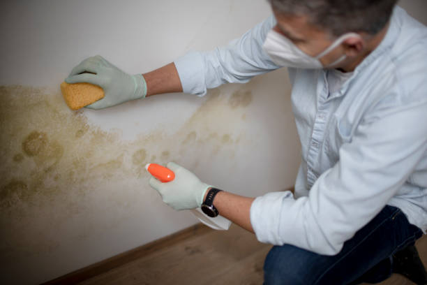 Best Same-Day Mold Removal  in Bastrop, LA