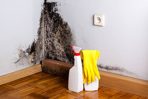 Mold Testing and Removal in Bastrop, LA