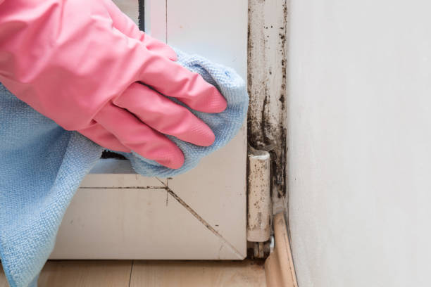 Best Certified Mold Removal  in Bastrop, LA
